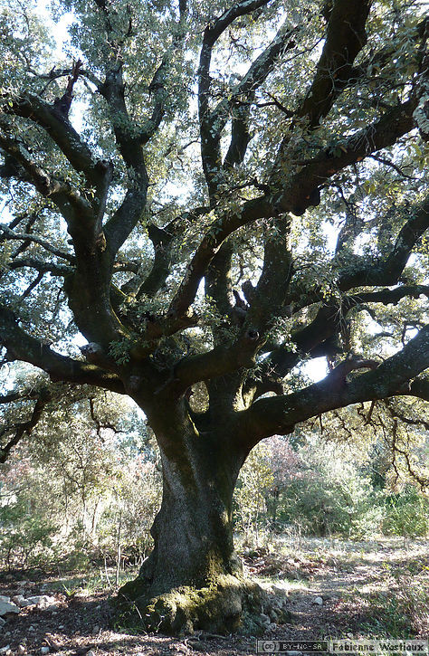 Photo d'un arbre